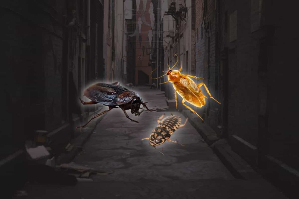 Where Do Cockroaches Hide Jaya Pest