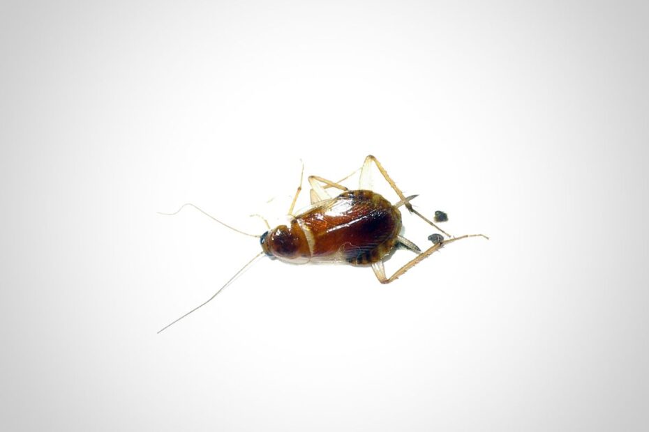 How to Identify and Get Rid of Small Cockroaches Jaya Pest